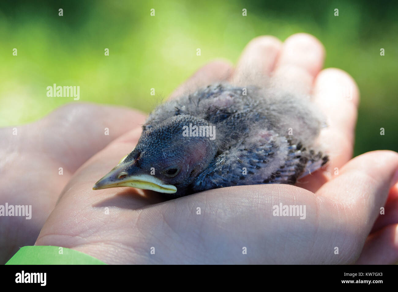 Pulcino-pigeon posa su un palmare Palm Foto Stock