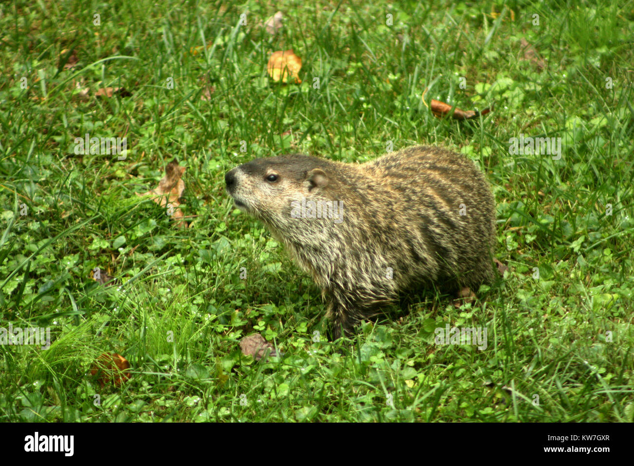 Close up di marmotta camminando nel campo Foto Stock