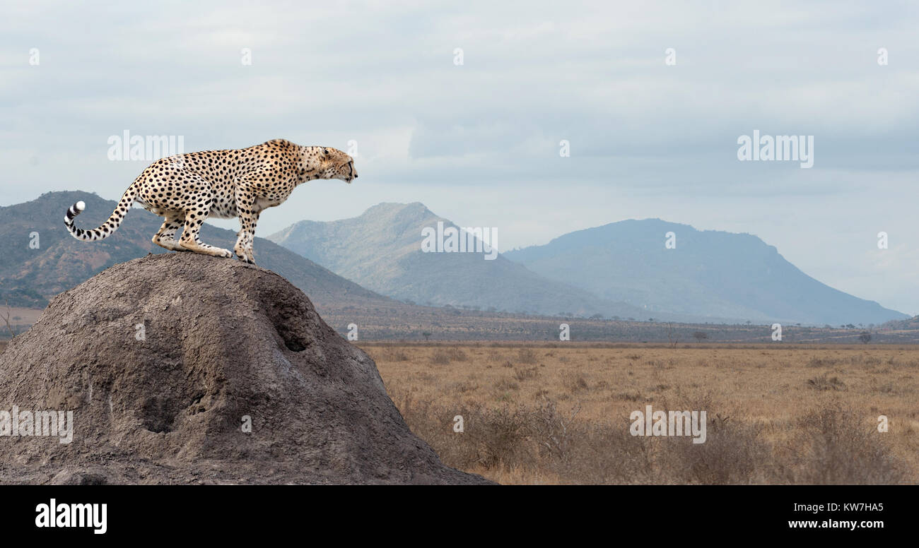 Wild african cheetah, splendido animale mammifero. Africa Kenya Foto Stock