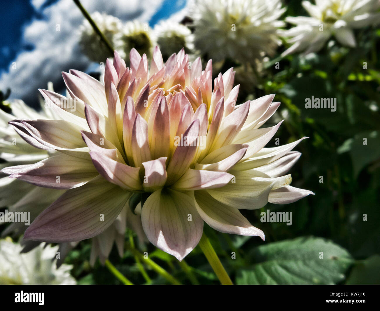 Fiore Dahlia testa close up Foto Stock