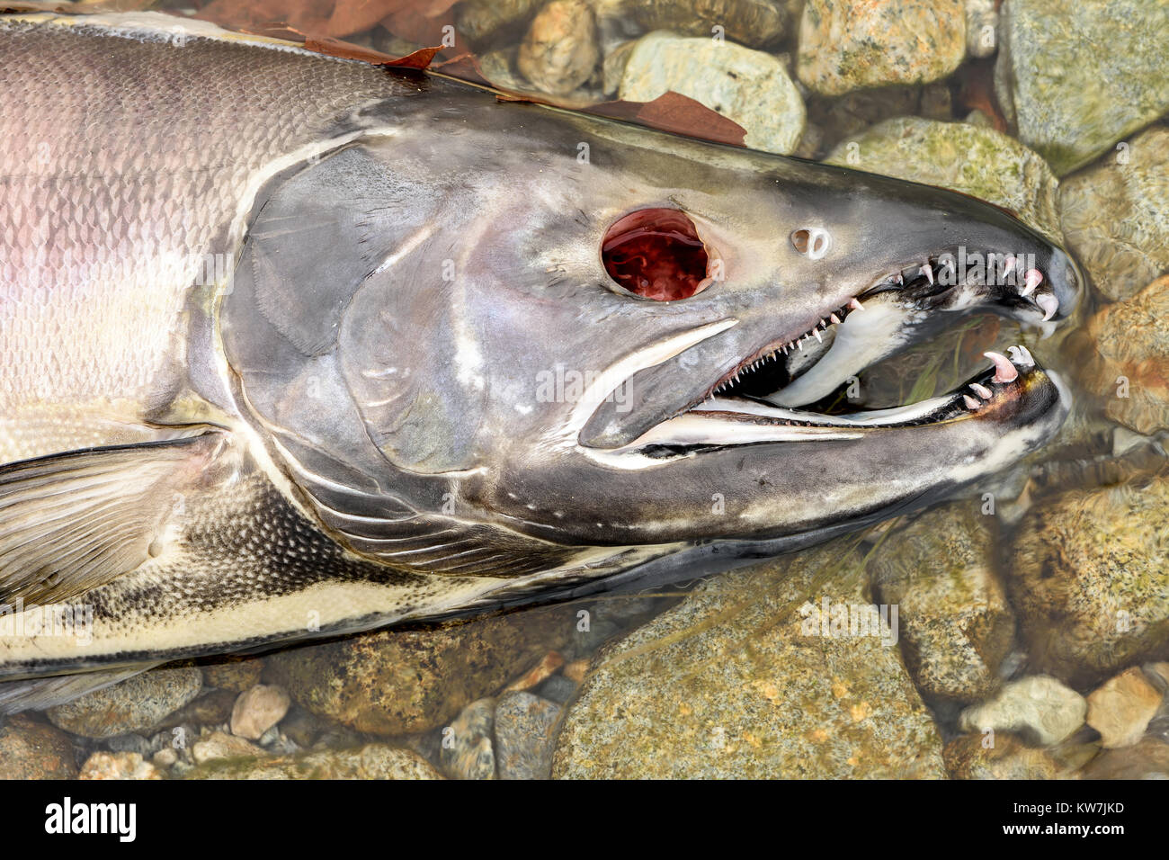 Morto il salmone chum (Oncorhynchus keta) nel fiume Chehalis, Fraser Valley, British Columbia, Canada Foto Stock