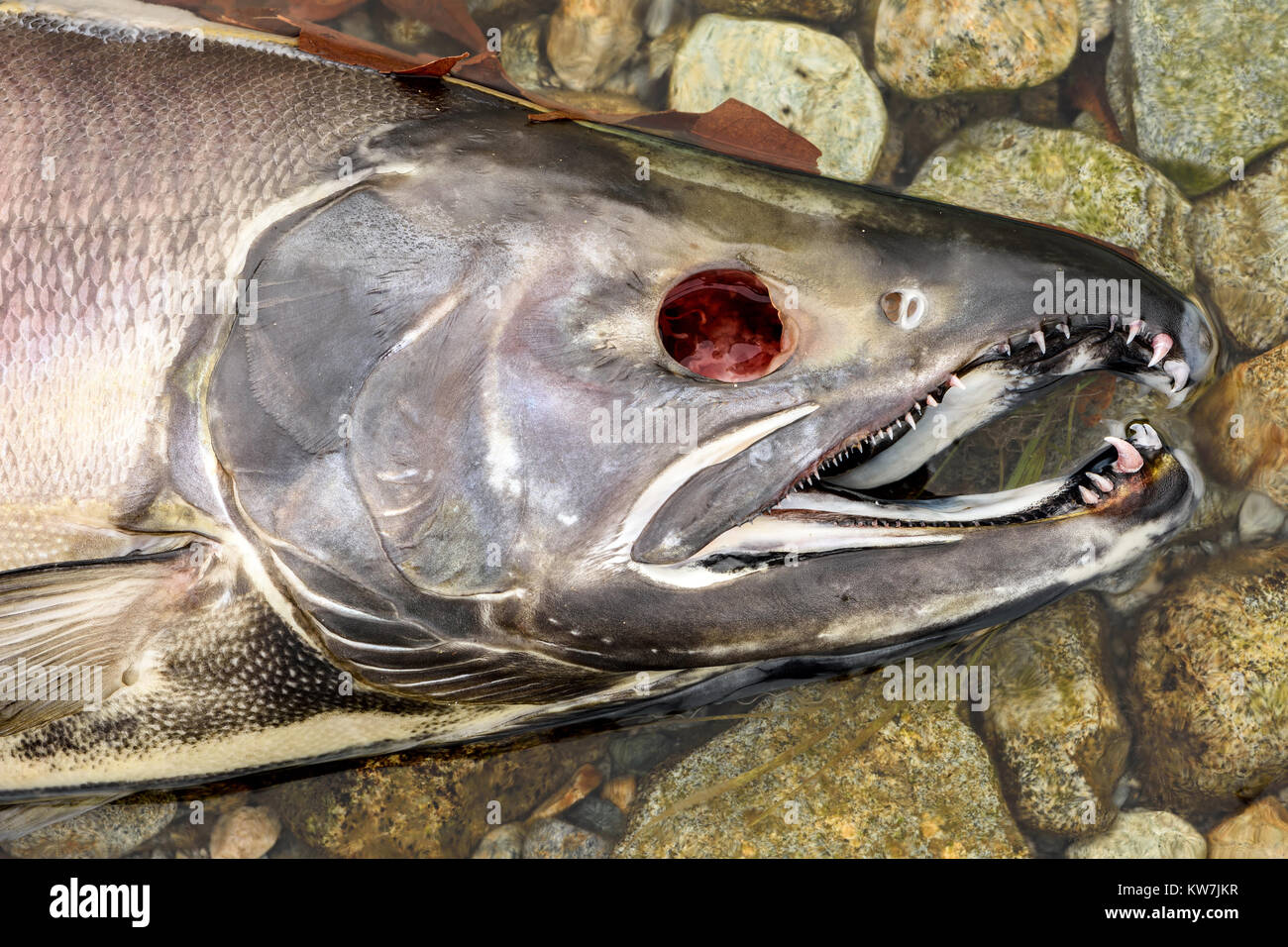 Morto il salmone chum (Oncorhynchus keta) nel fiume Chehalis, Fraser Valley, British Columbia, Canada Foto Stock