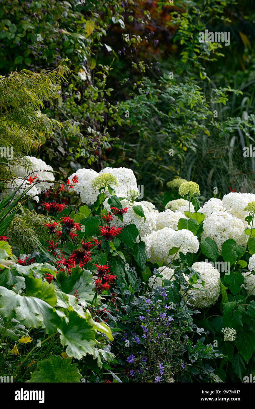 Hydrangea arborescens annabelle,monarda,rosso,bianco,fiore,fiori,fioritura,combinazione,giardino,giardino,RM Floral Foto Stock