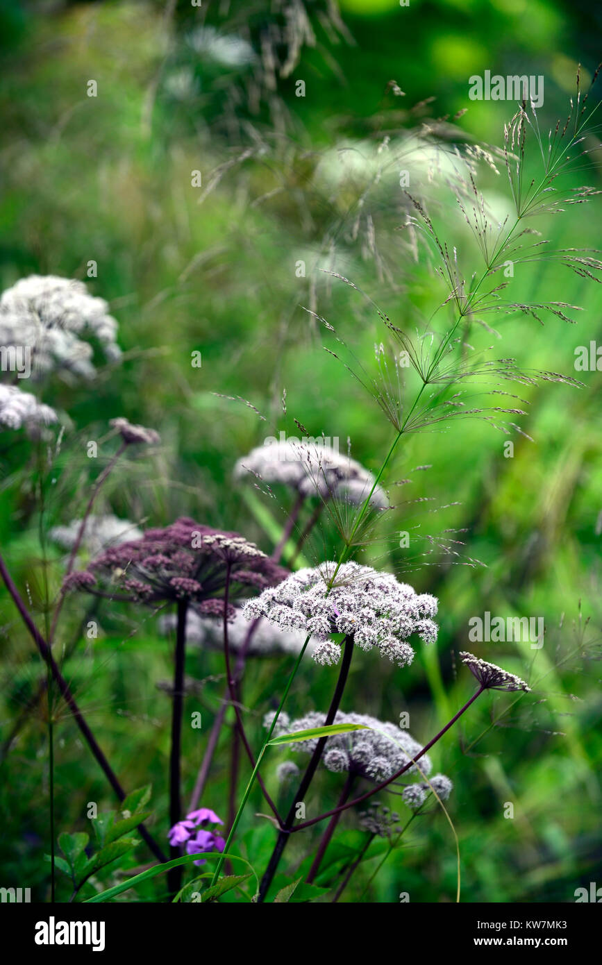 Angelica sylvestris purpurea,giardino,giardino,flowerhead,fiorellino,broccoli,floriferous,RM Floral Foto Stock