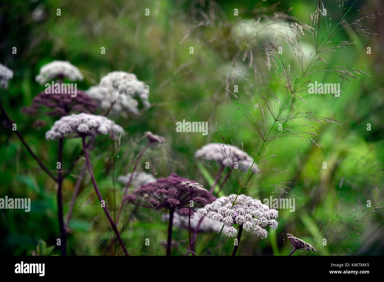 Angelica sylvestris purpurea,giardino,giardino,flowerhead,fiorellino,broccoli,floriferous,RM Floral Foto Stock
