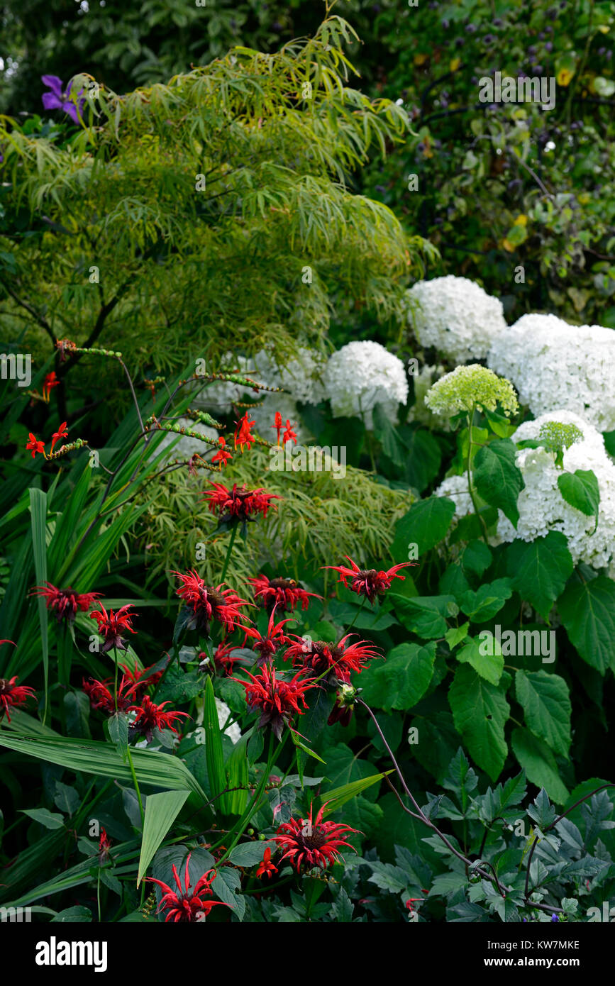 Hydrangea arborescens annabelle,monarda,rosso,bianco,fiore,fiori,fioritura,combinazione,giardino,giardino,RM Floral Foto Stock