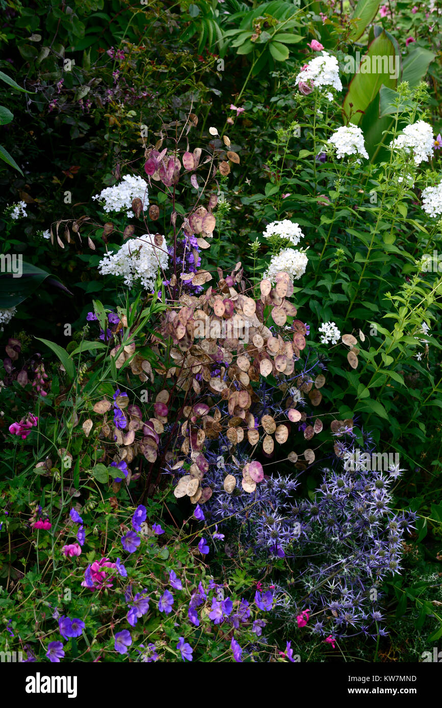 Eryngium × zabelii Jos Eijking,lunaria annua,l'onestà,blue thistle,capsule di seme,,annuale perenne,combinazione,fiore,fiori,fioritura,Rm Floral Foto Stock