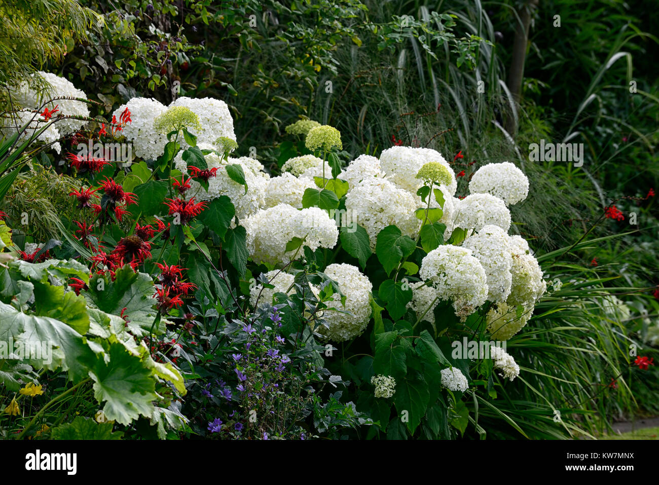 Hydrangea arborescens annabelle,monarda,rosso,bianco,fiore,fiori,fioritura,combinazione,giardino,giardino,RM Floral Foto Stock