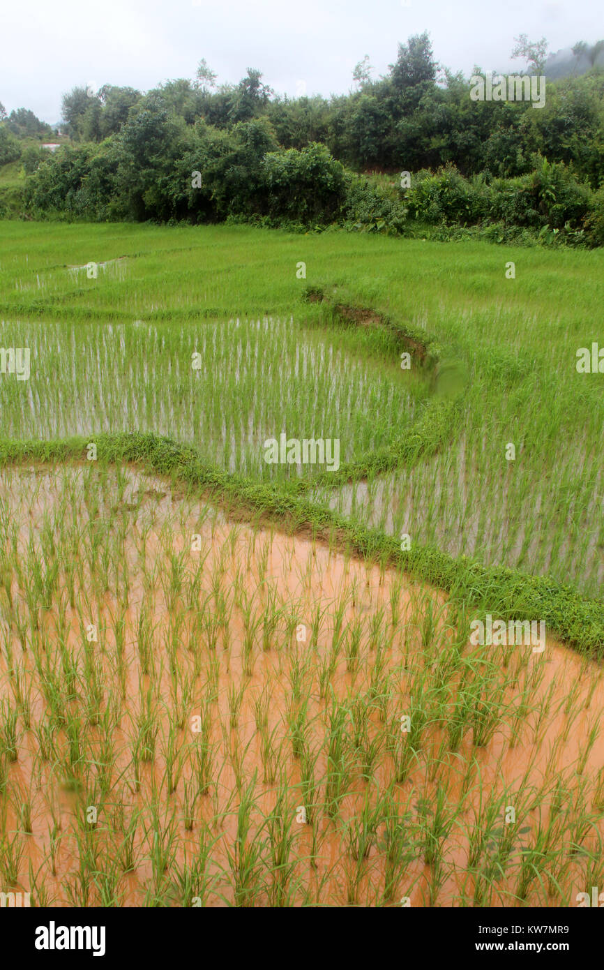 Browm acqua sul verde del campo di riso nello stato di Shan, Myanmar Foto Stock