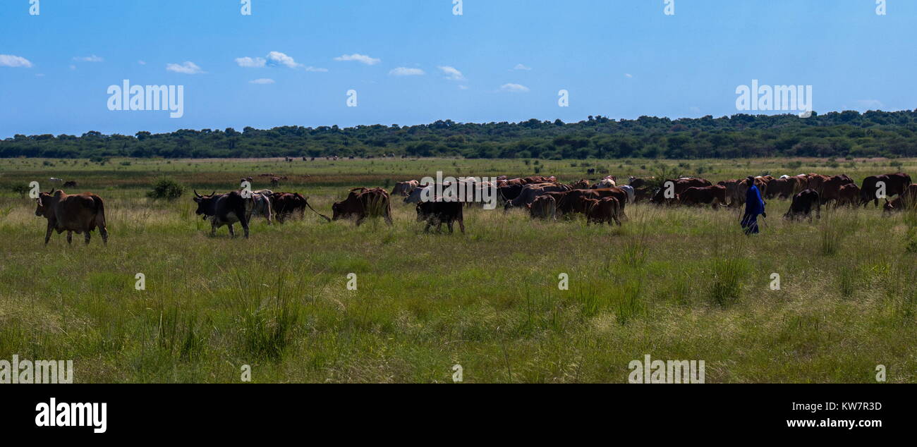 Mkombo, Sud Africa - Pastore non identificato tenendo il suo bestiame fuori per alimentare e bevande, immagine in formato orizzontale Foto Stock