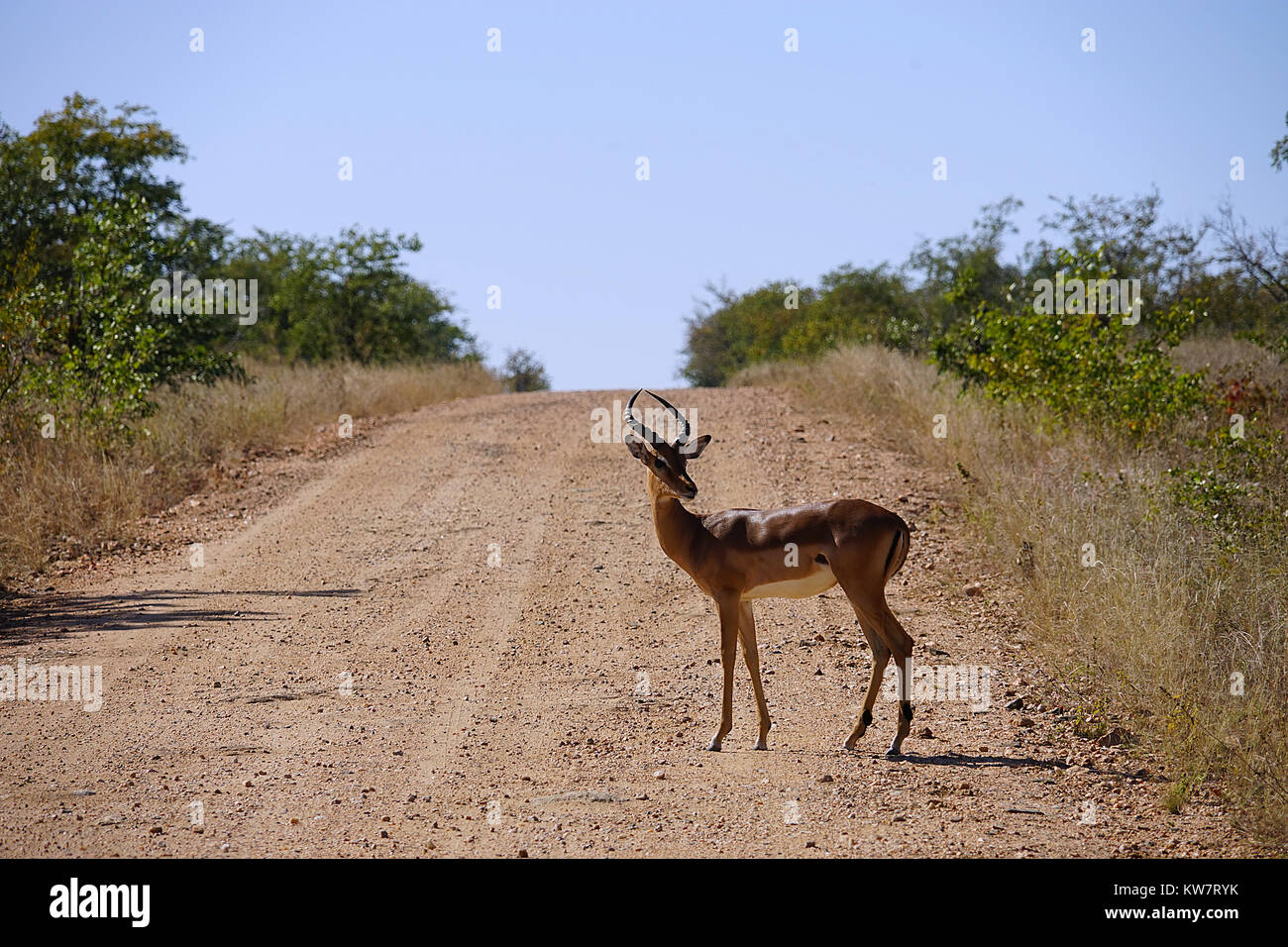 Gazelle nel deserto dell'Africa da solo . Foto Stock