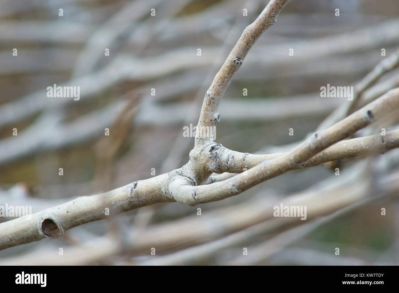 I rami degli alberi senza foglie Foto Stock