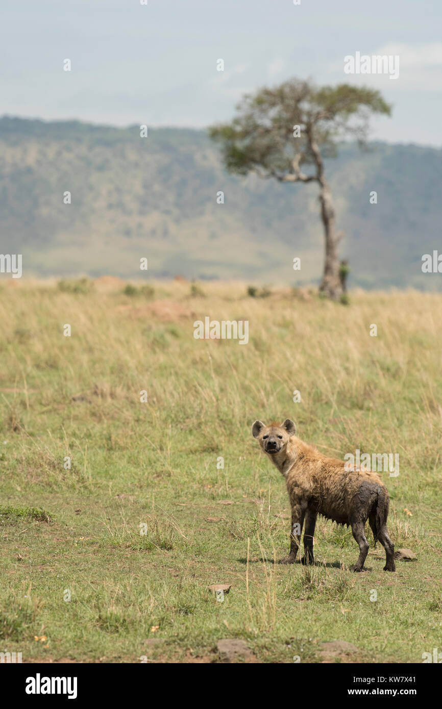 Spotted hyena (Crocuta crocuta) sull'erba con struttura ad albero e hill in background Foto Stock
