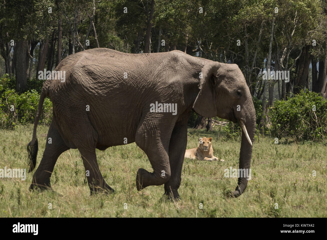 Bull inseguono elefante e interagire con maned lion (Panthera pardus) Foto Stock