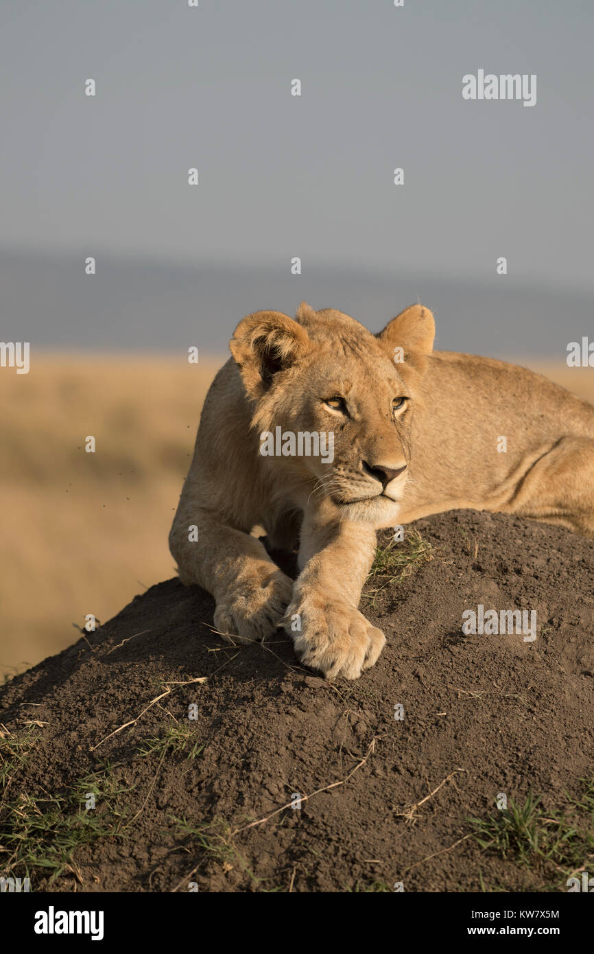 Ritratto di un leone (Panthera leo) cub seduto su un tumulo termite guardando avanti nel Masai Mara Game Reserve in Kenya Foto Stock