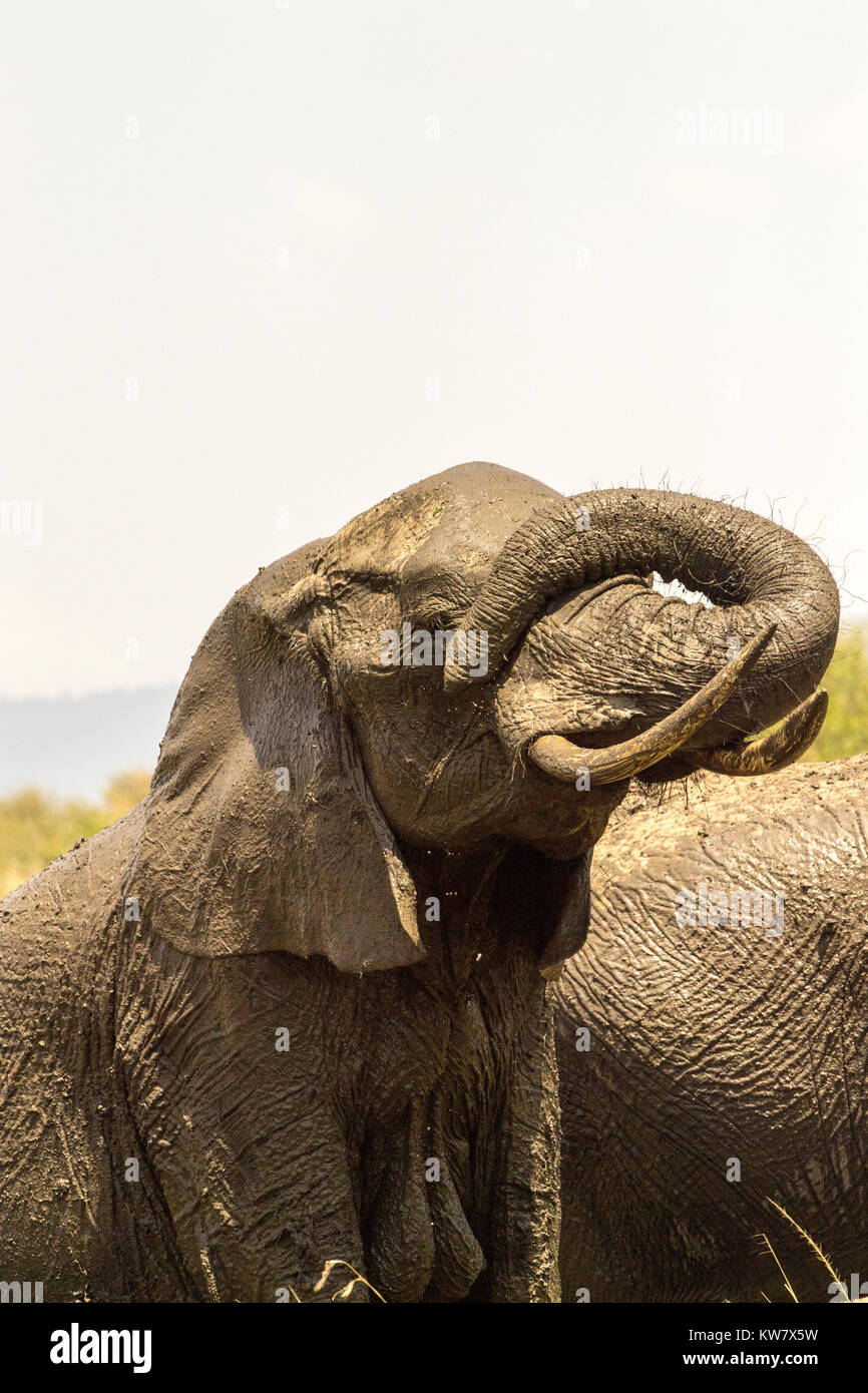 Bull' elefante africano (Loxodonta africana) coperto di fango e di raggiungere in alto con il suo tronco dopo aver gustato un bagno di fango Foto Stock