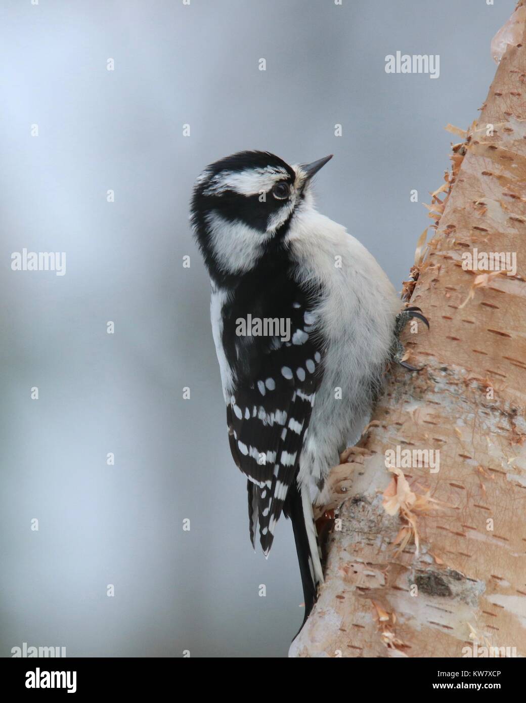 Un po' di picchio lanuginosa appollaiate su un ramo in inverno Foto Stock