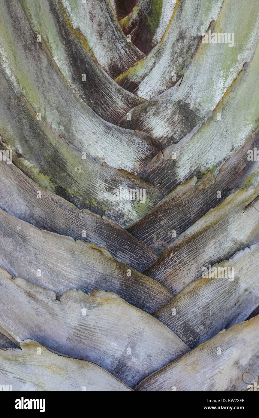 Close-up del tronco di una Ravenala madagascariensis albero, comunemente noto come il Traveler's Tree. Foto Stock