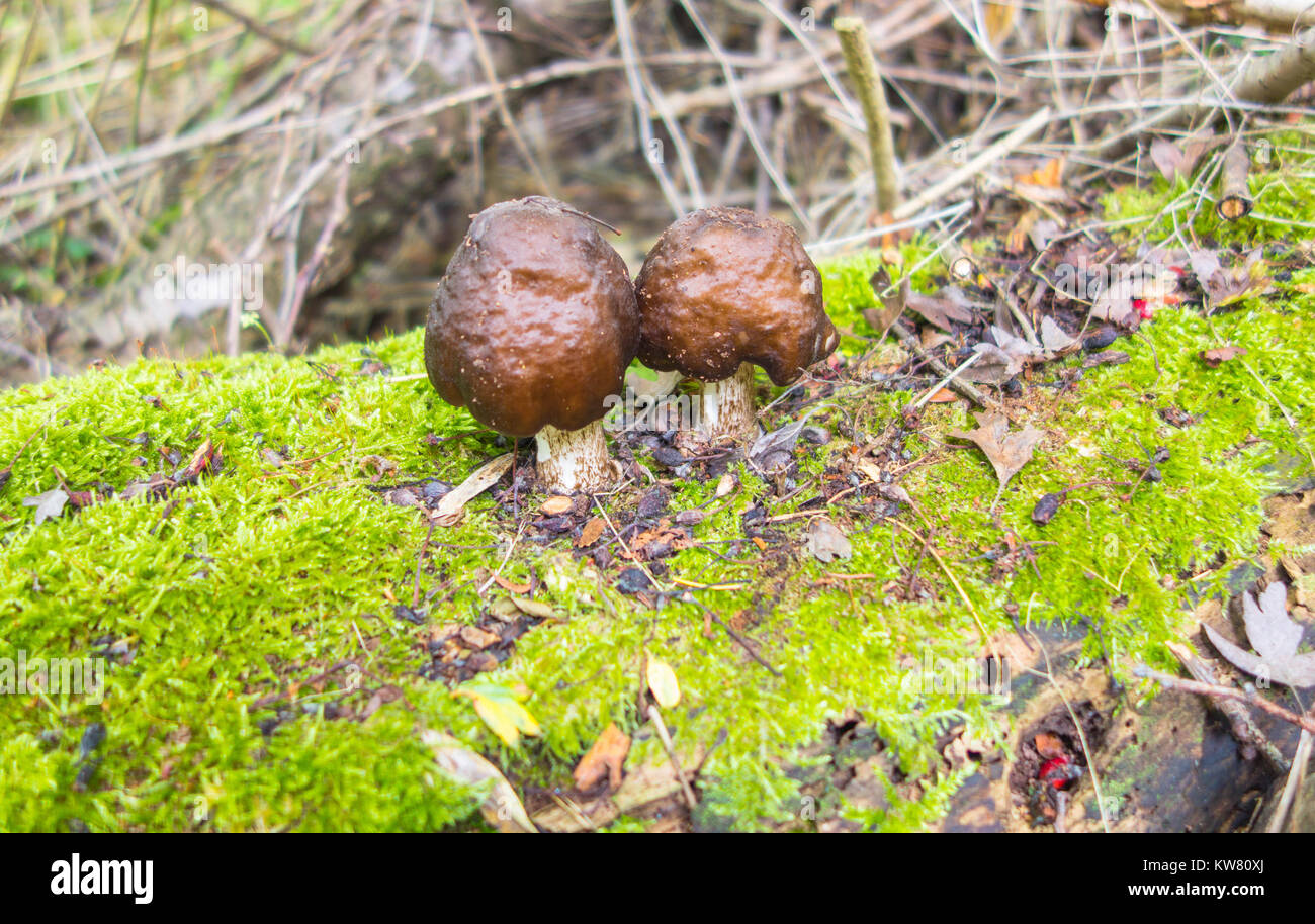 Boletus luridiformis un bosco di funghi che crescono su albero di decadimento nel Herefordshire UK campagna Foto Stock