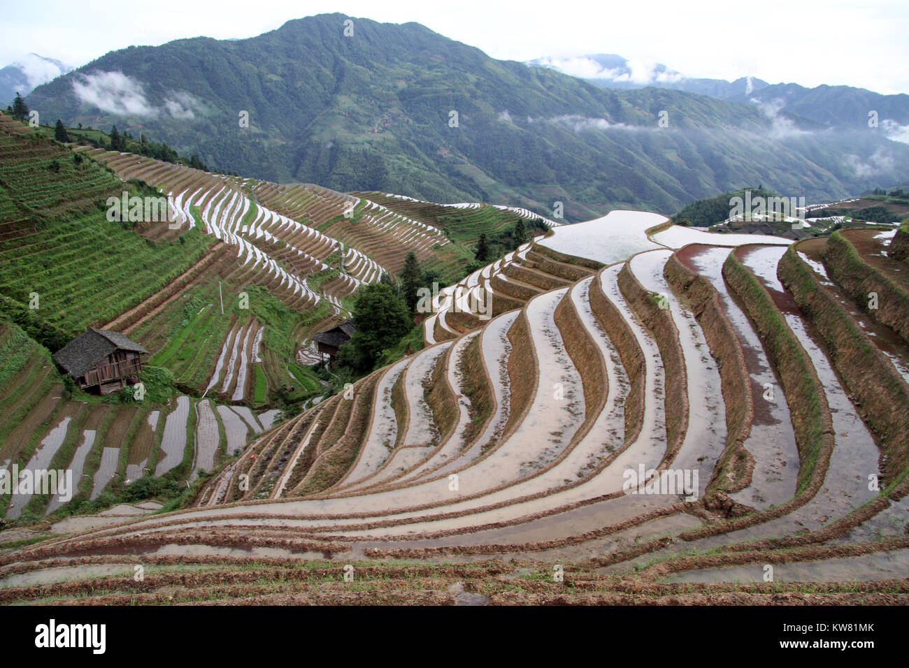 Vista di Longsheng terrazze di riso Foto Stock