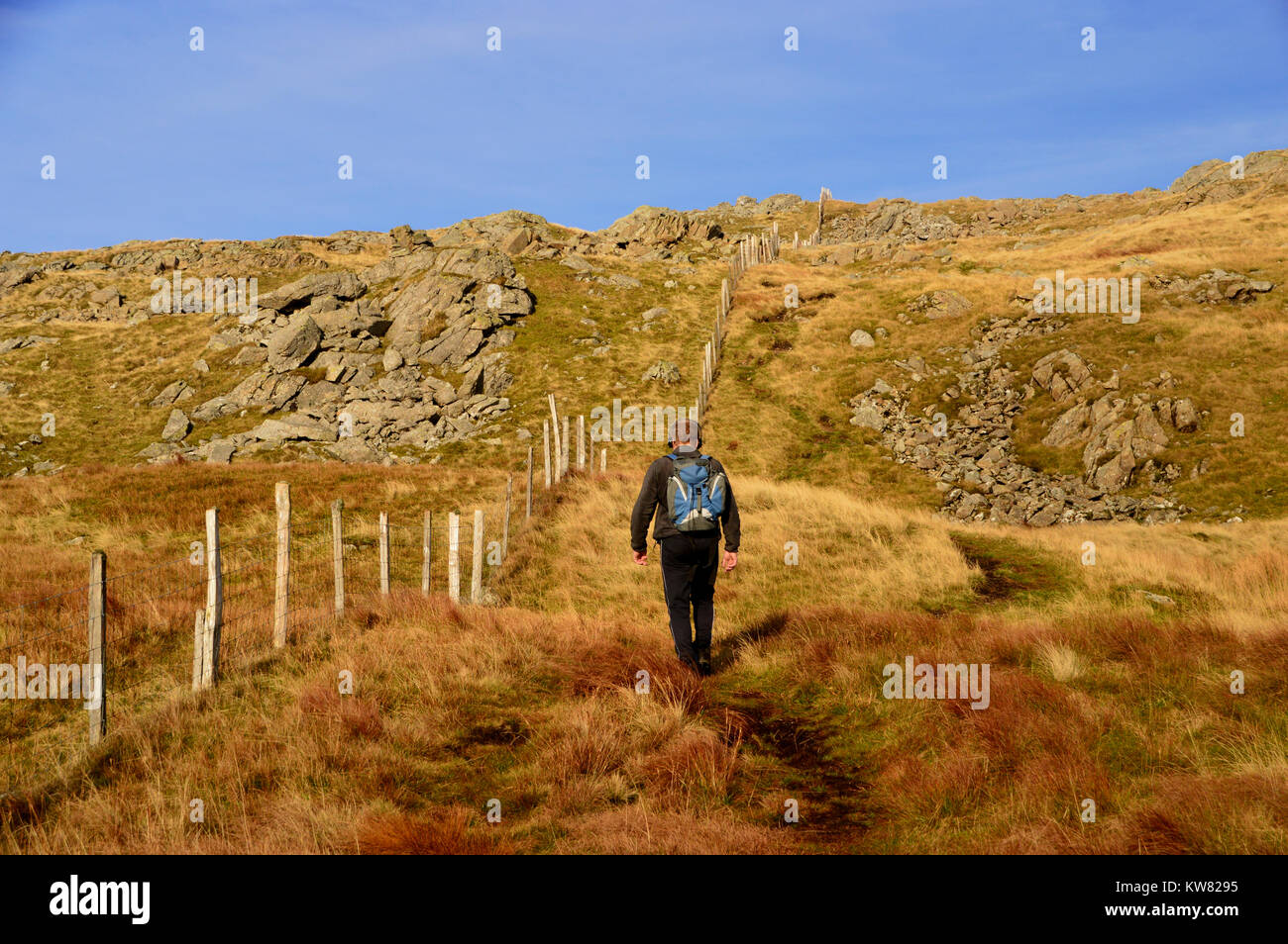 Lone Hillwaker maschio camminare a fianco della recinzione in tra le montagne di gallese di Glasgwm & Aran Fawddwy nel Snowdownia Parco nazionale del Galles, UK. Foto Stock