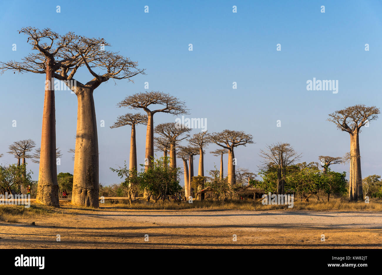 Giganteschi alberi di baobab (Adansonia grandidieri) lungo il viale dei baobab. Madagascar, Africa. Foto Stock