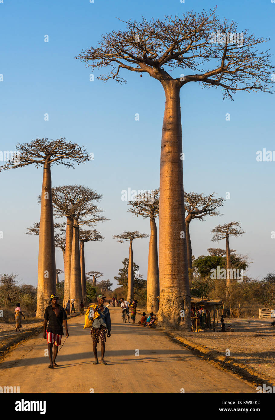 La gente del posto e i turisti si mescolano lungo il viale dei baobab. Madagascar, Africa. Foto Stock