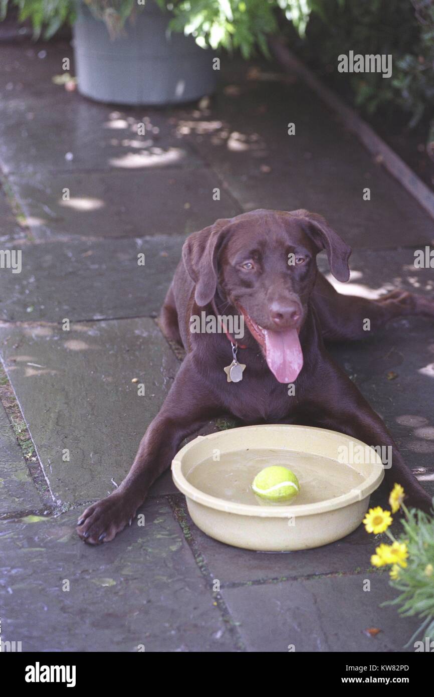 Buddy il cane, prima famiglia pet, bere dalla sua coppa dell'acqua sulla Casa Bianca Patio, luglio 12, 1998. Foto Stock