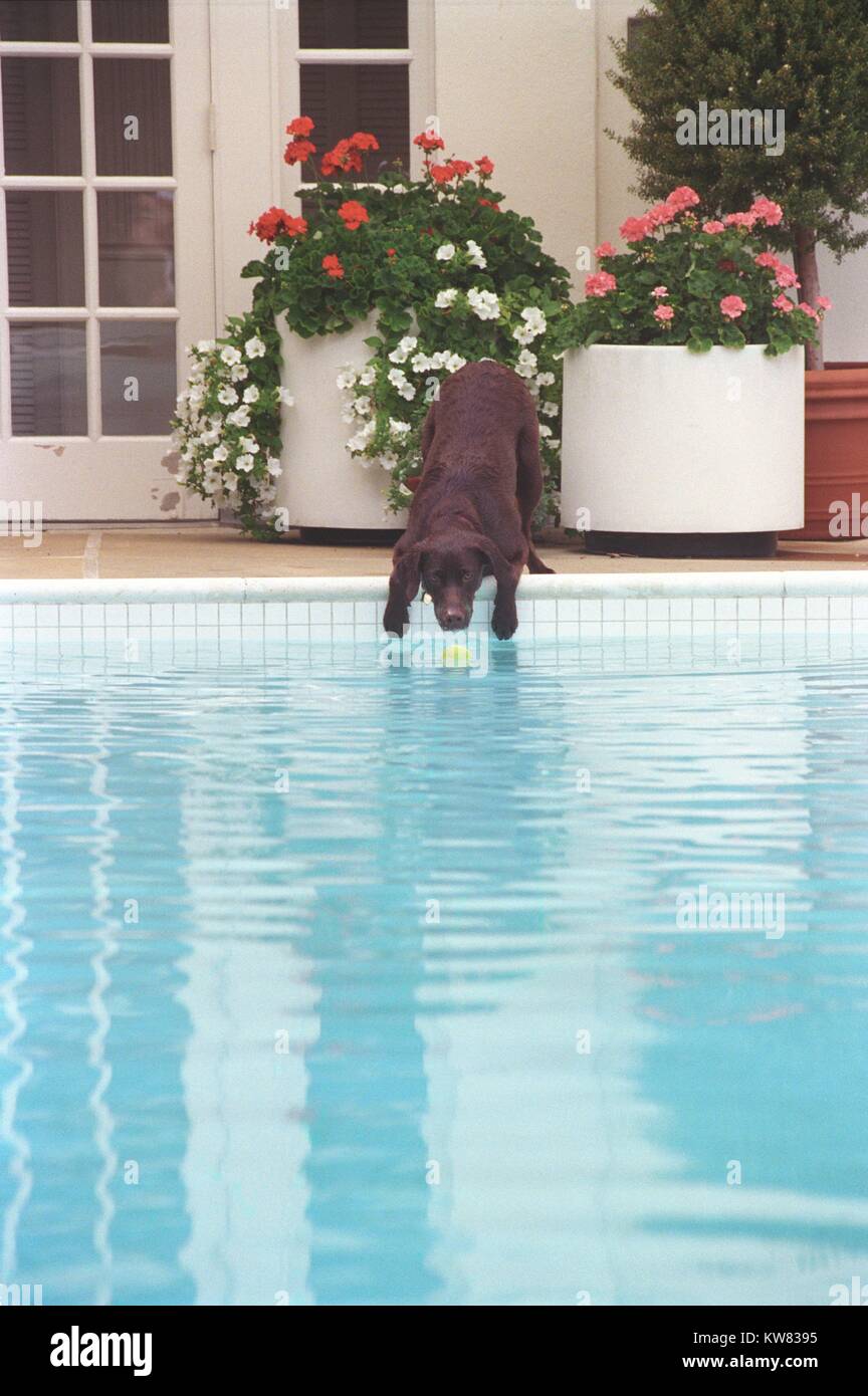 Buddy cane, il primo cucciolo di famiglia, raggiungendo per la caduta di una palla da tennis nella Casa Bianca piscina, luglio 12, 1998. Foto Stock