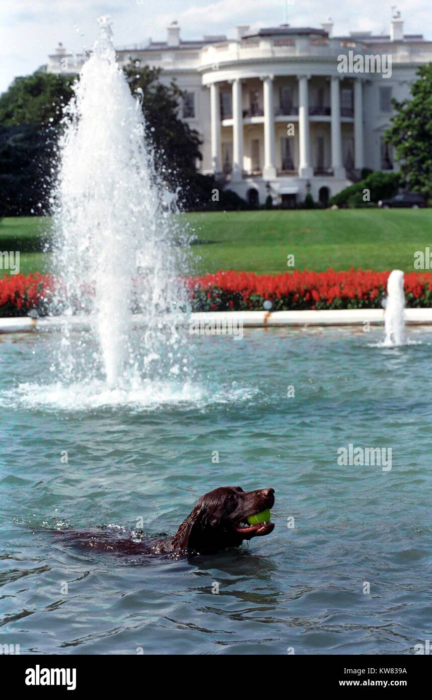 Buddy cane, il primo cucciolo di famiglia, per il recupero di una palla da tennis dalla Casa Bianca fontana, luglio 12, 1998. Foto Stock