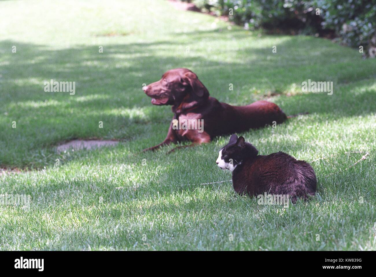 Calze il gatto e Buddy il cane, prima famiglia di animali domestici, seduto sul prato Sud della Casa Bianca, 6 giugno 1998. Foto Stock