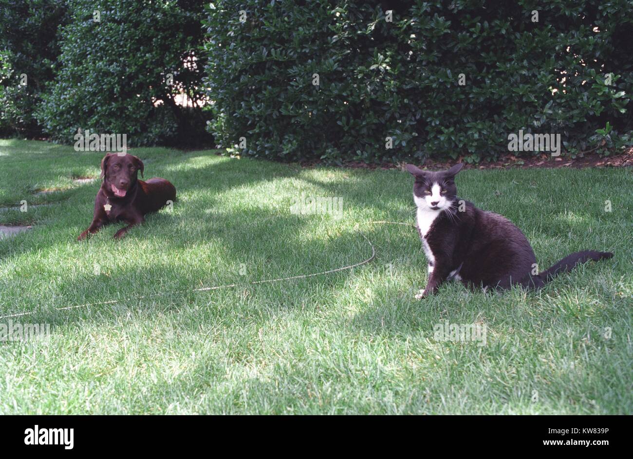 Buddy il cane e calze il gatto, prima famiglia di animali domestici, seduto sul prato sud della Casa Bianca, 16 giugno 1998. Foto Stock