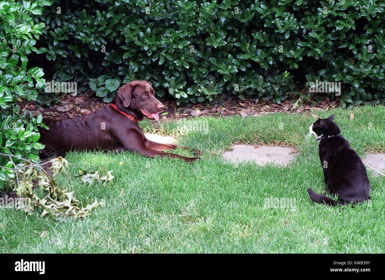 Calze il gatto e Buddy il cane, prima famiglia animali domestici, seduto sulla South Lawn della White Hous, Giugno 6, 1998. Foto Stock