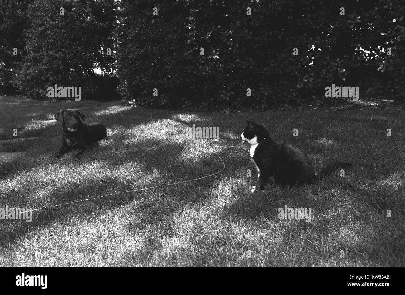 Fotografia in bianco e nero di calze il gatto e Buddy il cane, prima famiglia di animali domestici, seduto sulla Casa Bianca south lawn, 16 giugno 1998. Foto Stock