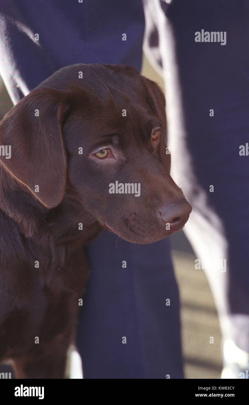 Il primo animale domestico del presidente Bill Clinton e la prima moglie Rodhman Hillary Clinton, Buddy il cane è un marrone moca labrador con calce occhi verdi, all'aperto in piedi accanto a un uomo in marina pantaloni, fissando in distanza, Washington, Distretto di Columbia, Dicembre 14, 1997. Foto Stock