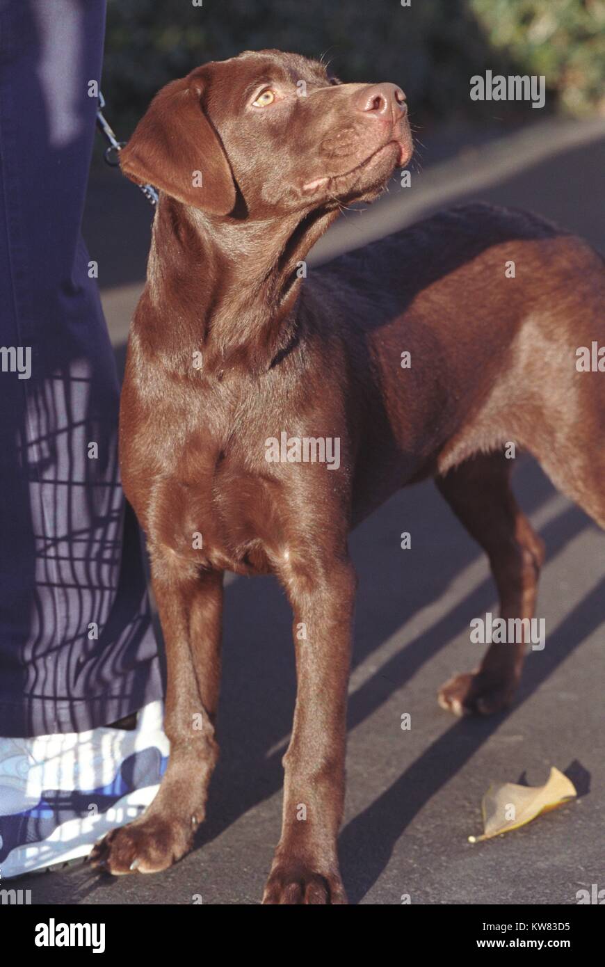 Il primo animale domestico del presidente Bill Clinton e la prima moglie Rodhman Hillary Clinton, Buddy il cane è un marrone moca labrador con calce occhi verdi, all'aperto in piedi accanto a un uomo in della marina pantaloni e scarpe da ginnastica bianche, con lo sguardo verso l'alto a lato mentre è attaccata da un guinzaglio, una foglia di lone caduto al suo paws, Washington, Distretto di Columbia, Dicembre 14, 1997. Foto Stock