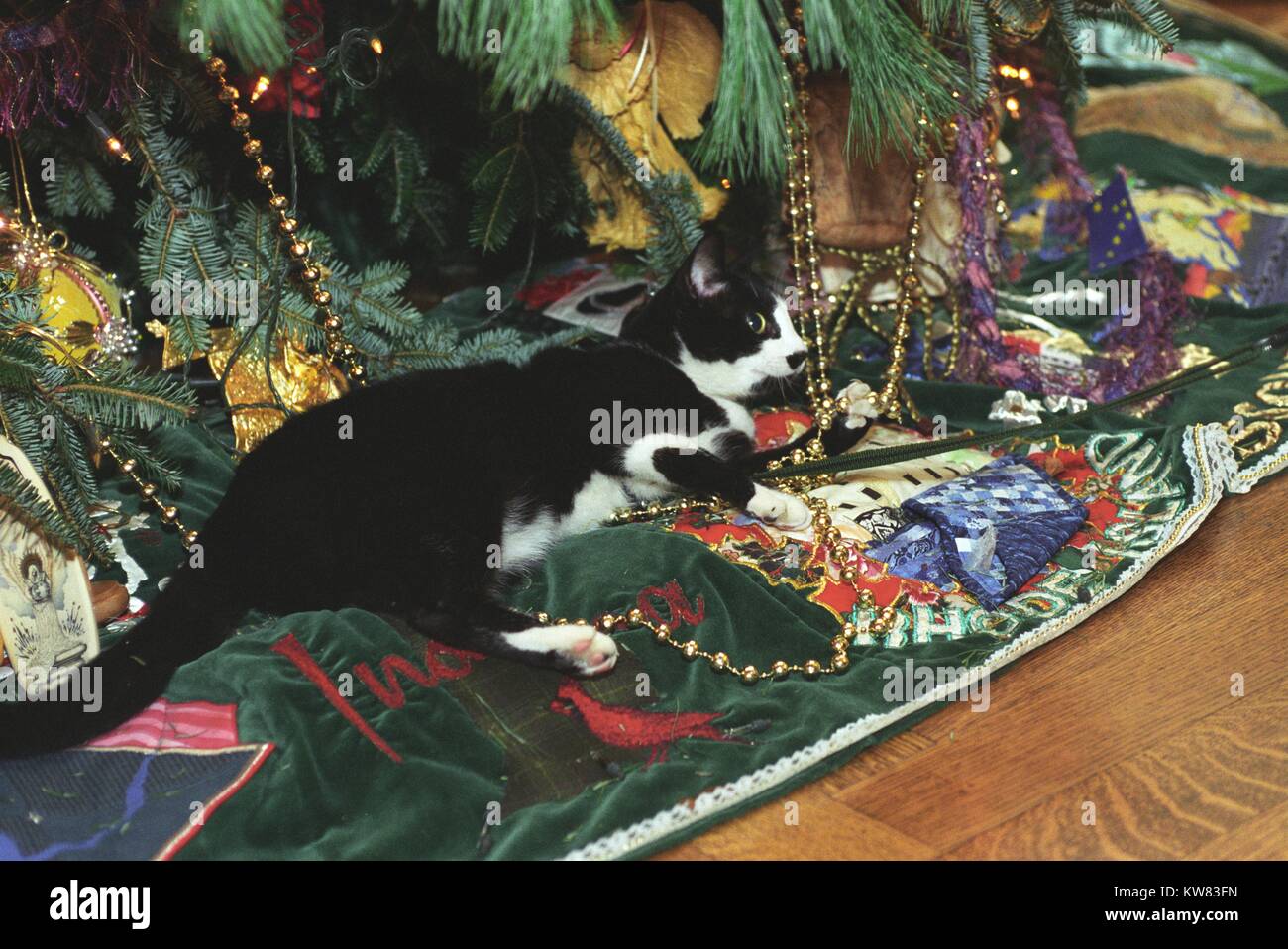 Calze il gatto del primo animale domestico del presidente Bill Clinton e la prima moglie Hillary Rodham Clinton, con pelo nero, bianco viso e occhi color ambra, che stabilisce per il resto sul mantello alla base dell albero di Natale decorato per le feste alla Casa Bianca, una stringa di tinsel sotto il suo stomaco, Washington, Distretto di Columbia, Dicembre 21, 1993. Foto Stock