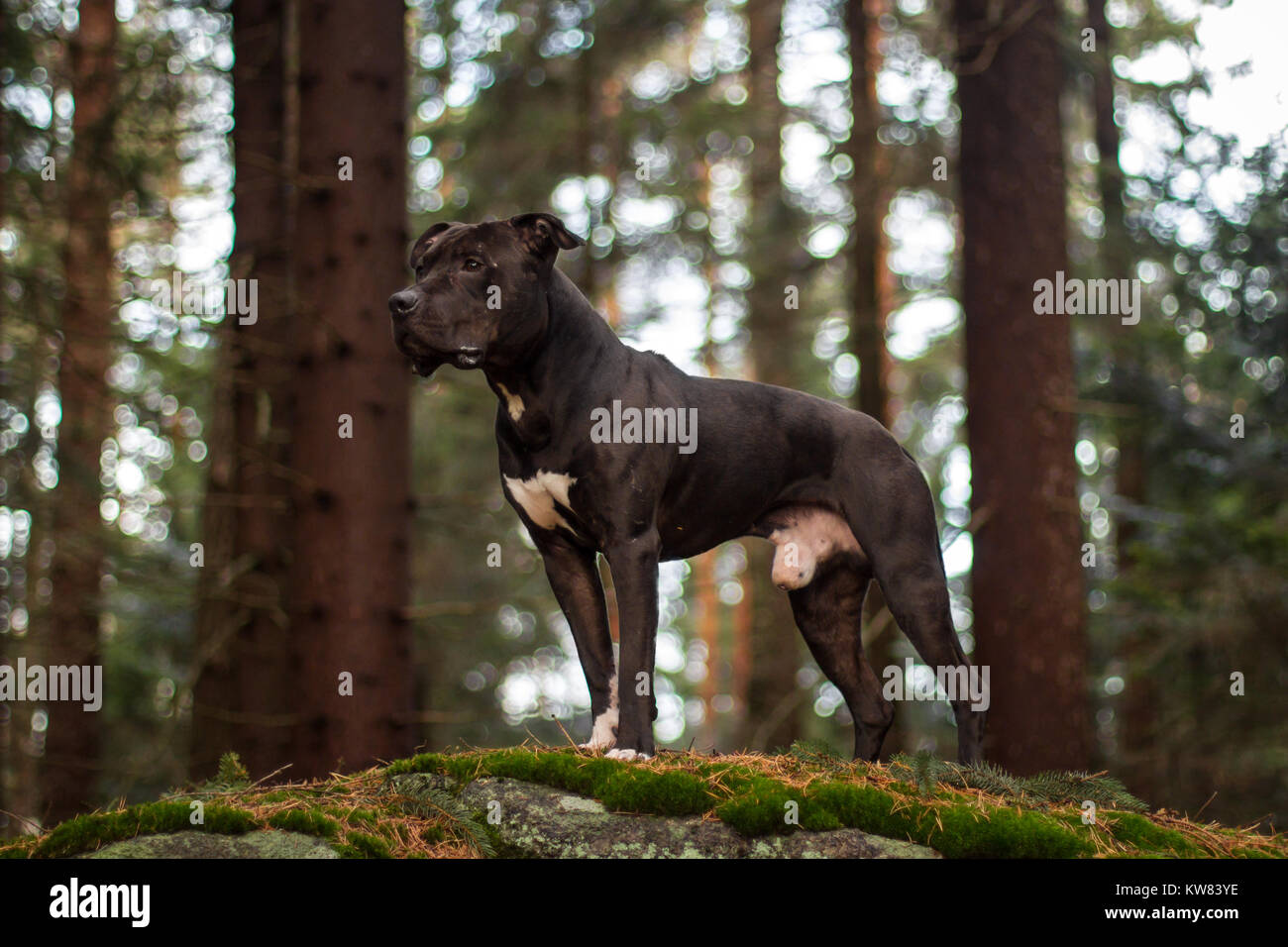 Black American Pit Bull Terrier in piedi nella foresta Foto Stock