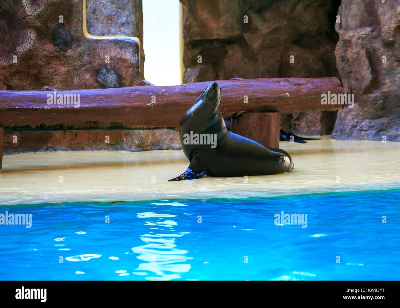 Leone Marino in un zoo visualizza Foto Stock