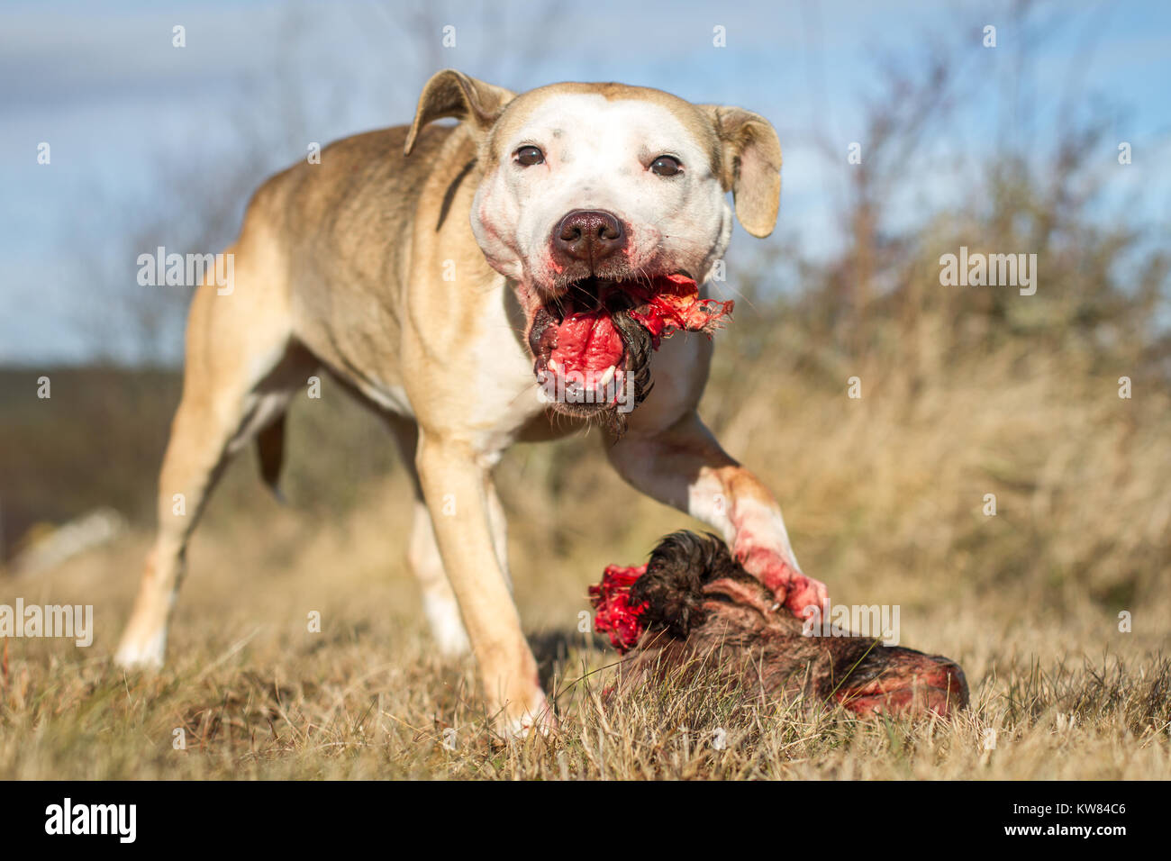 Cane mangia cane raw cibo Foto Stock