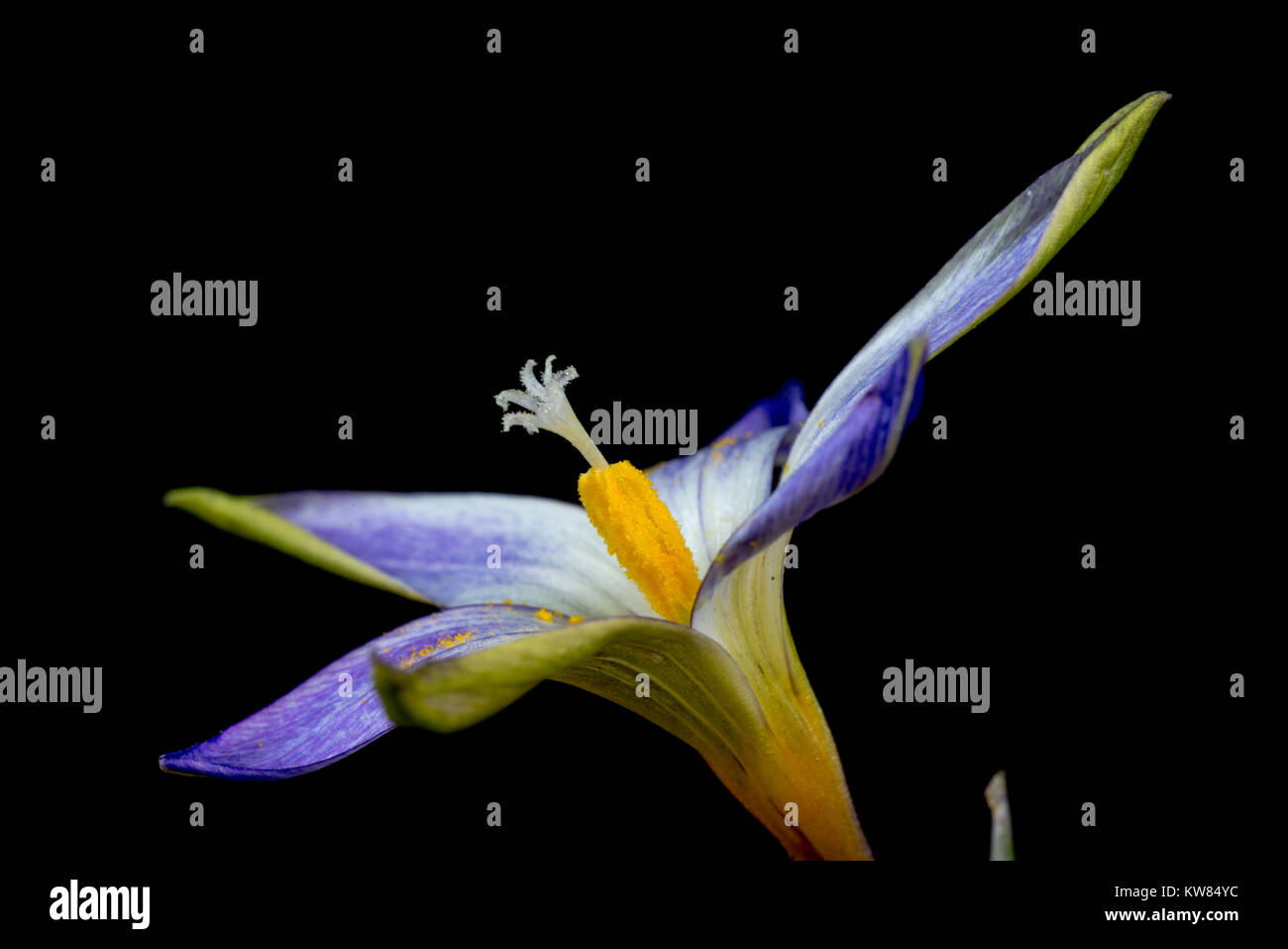 Romulea è un genere di piante in fiore nella famiglia di iris, descritta per la prima volta come un genere in 1772. Esso è distribuito in Europa, il Mediterraneo, l'Ara Foto Stock