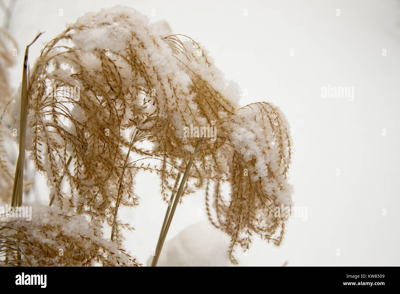 Gambi di erba secca frond teste di seme coperto di neve caduta sul freddo giorno d'inverno. Foto Stock