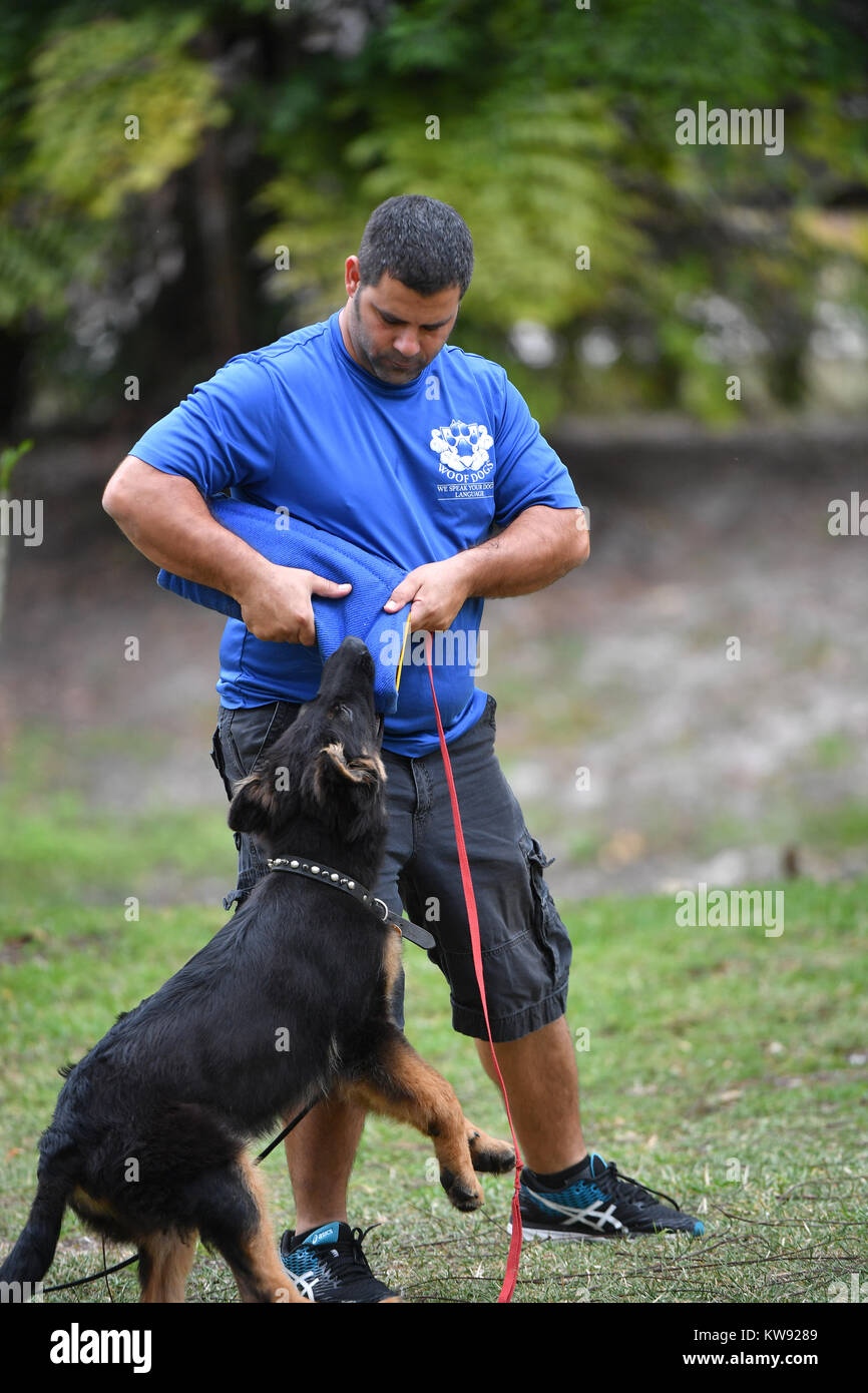 LOXAHATCHEE, FL - 17 aprile: Rocco cane modello #RoccoModelDog sotto passa il suo primo incarico come un anti-terrorismo cane con trama cani Capo istruttore/comportamento canino consulente Shay Maimoni. Shay Maimoni è diverso da qualsiasi altro cane trainer. La sua vita la passione è di addestramento cani; non è solo un lavoro. -Israeliano nato, Shay era esposto alla formazione militare all'età di quindici anni quando entrò una base navale di alta scuola. Subito dopo la laurea, ha unito i militari israeliani (IDF). Da una posizione a un altro, le sue abilità sono stati testati fino a quando uno dei comandanti notato come ben Shay collegato con i cani Foto Stock