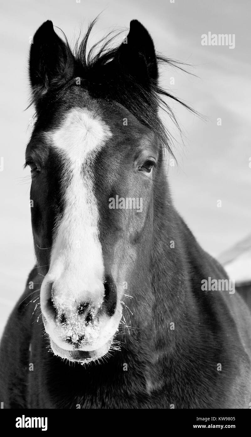 Degli animali appena svezzati e allevamento fattrici in -16 grado meteo nei campi della zona Strathroy. Il giovane allevamento erano rilassati ma stanco. Foto Stock