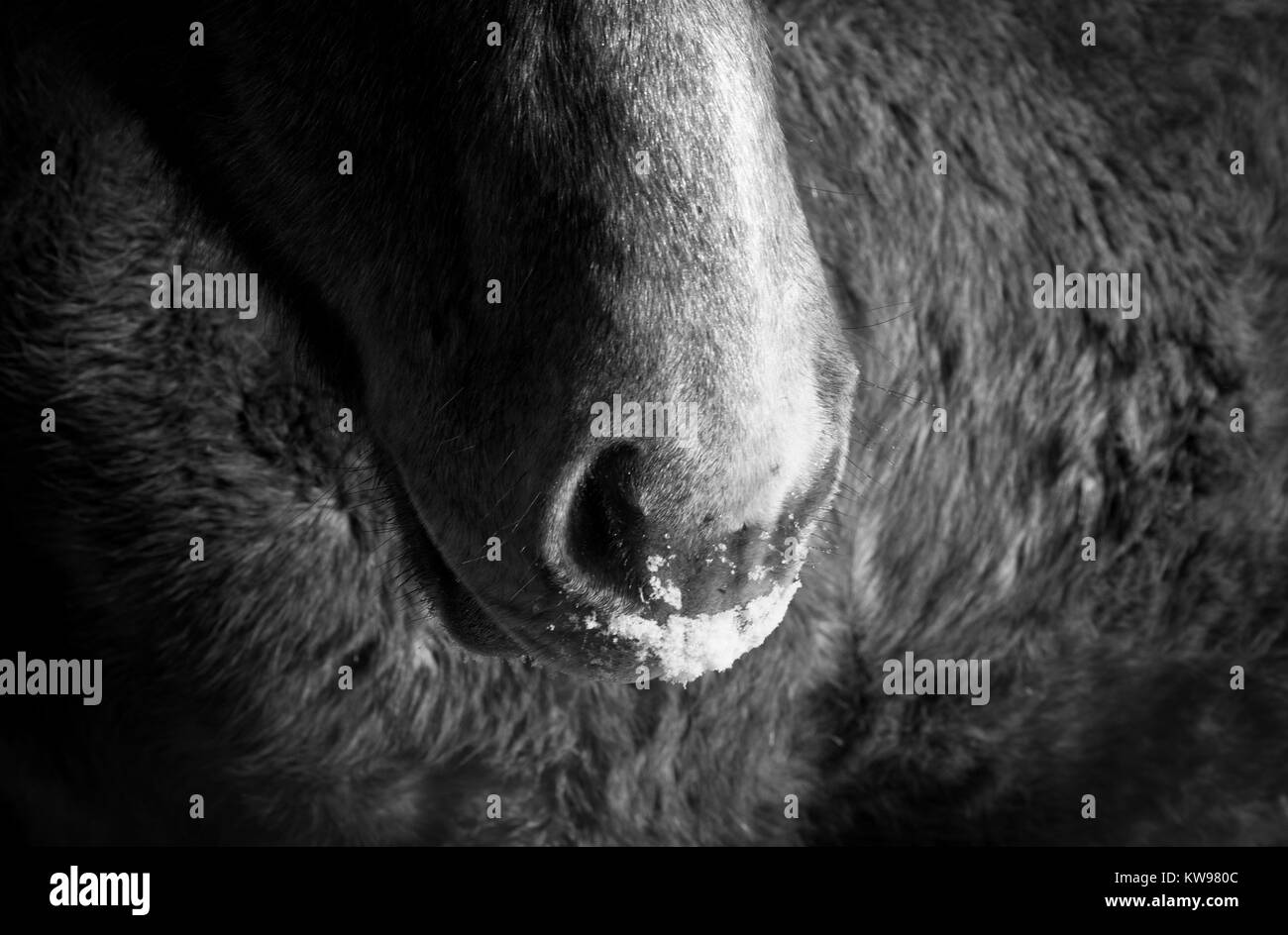 Degli animali appena svezzati e allevamento fattrici in -16 grado meteo nei campi della zona Strathroy. Il giovane allevamento erano rilassati ma stanco. Foto Stock