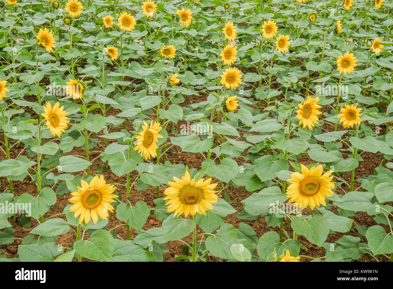 Punto di riferimento cinese versione in miniatura Foto Stock