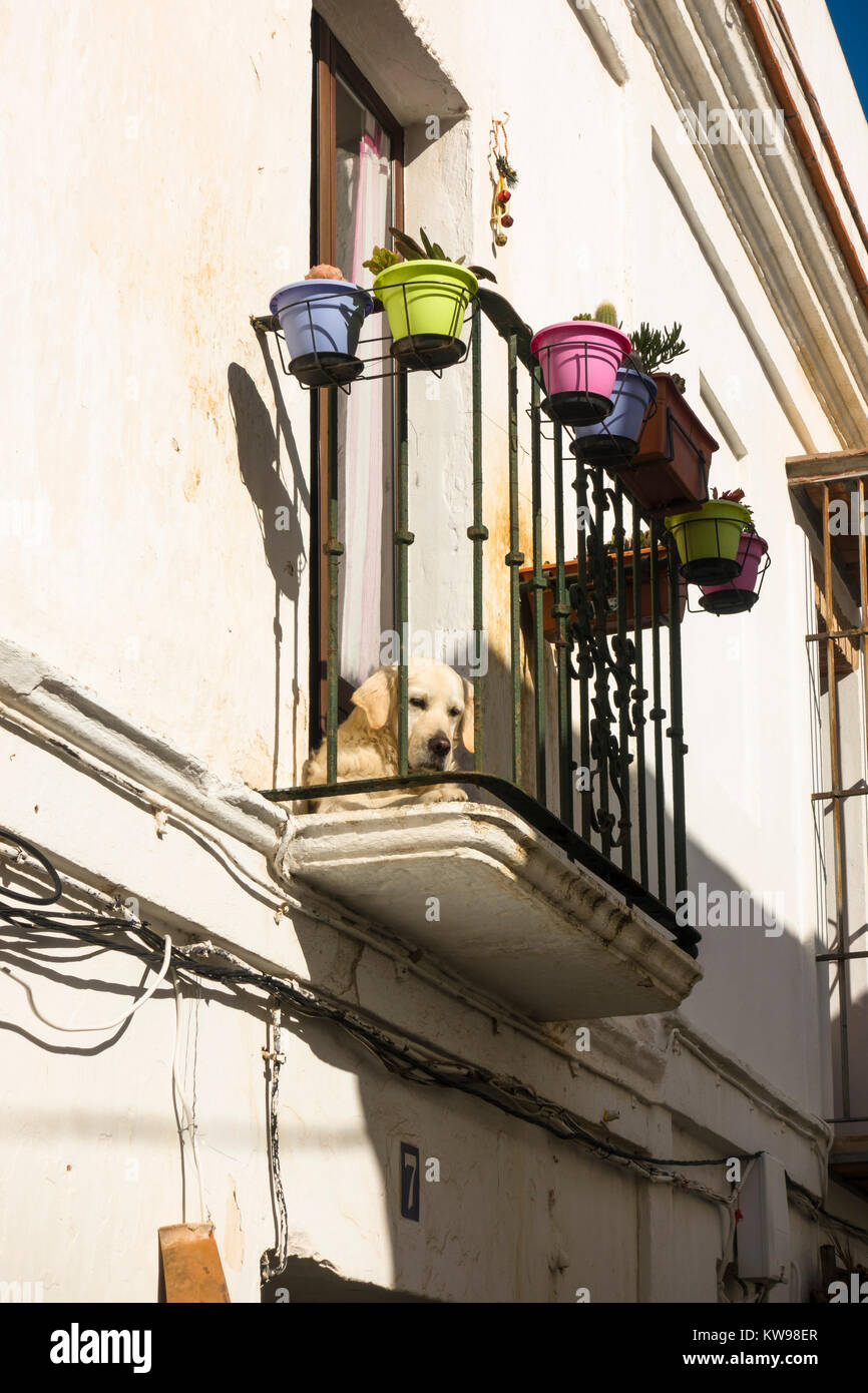 Balcone con il cane, CASA spagnola, Tarifa, Andalusia, Costa de la Luz, Spagna. Foto Stock