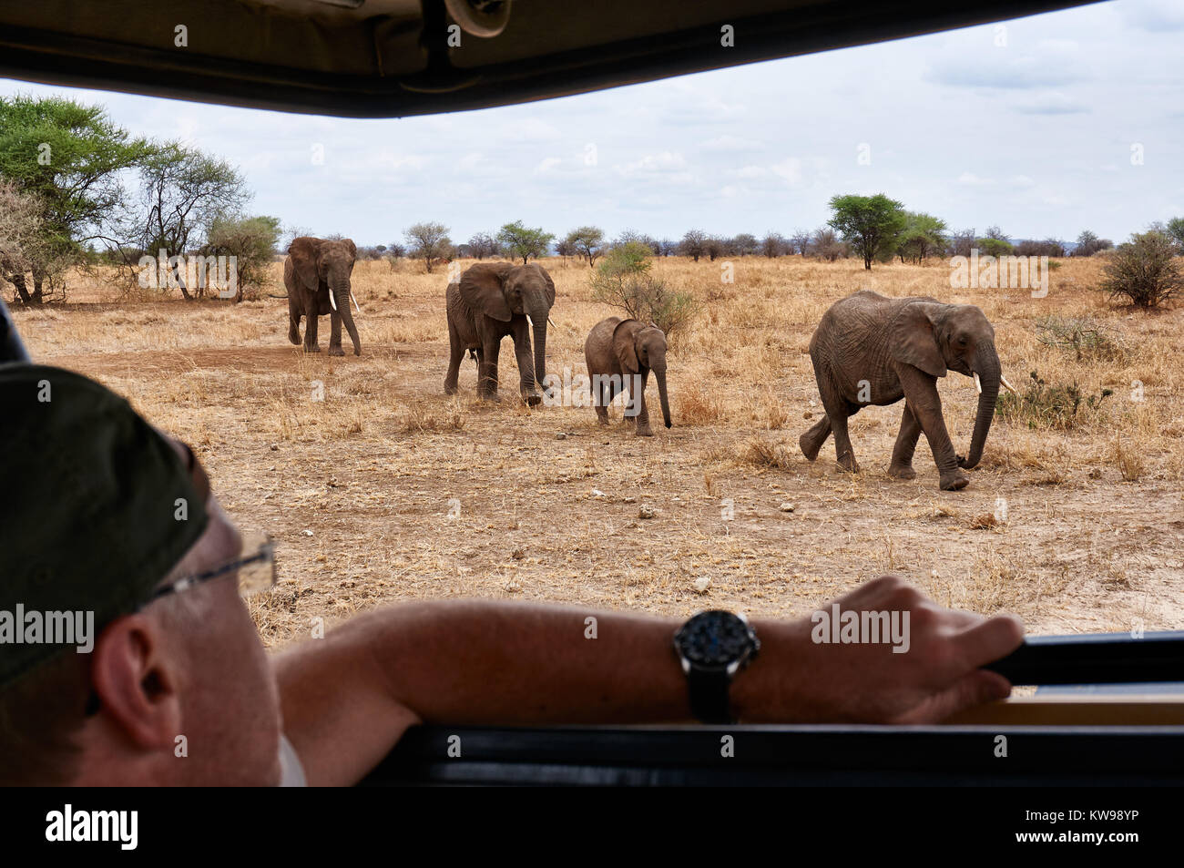 Tourist guardando la mandria di bush Africano elefanti da Safari auto, Loxodonta africana, nel Parco Nazionale di Tarangire e, Tanzania Africa Foto Stock