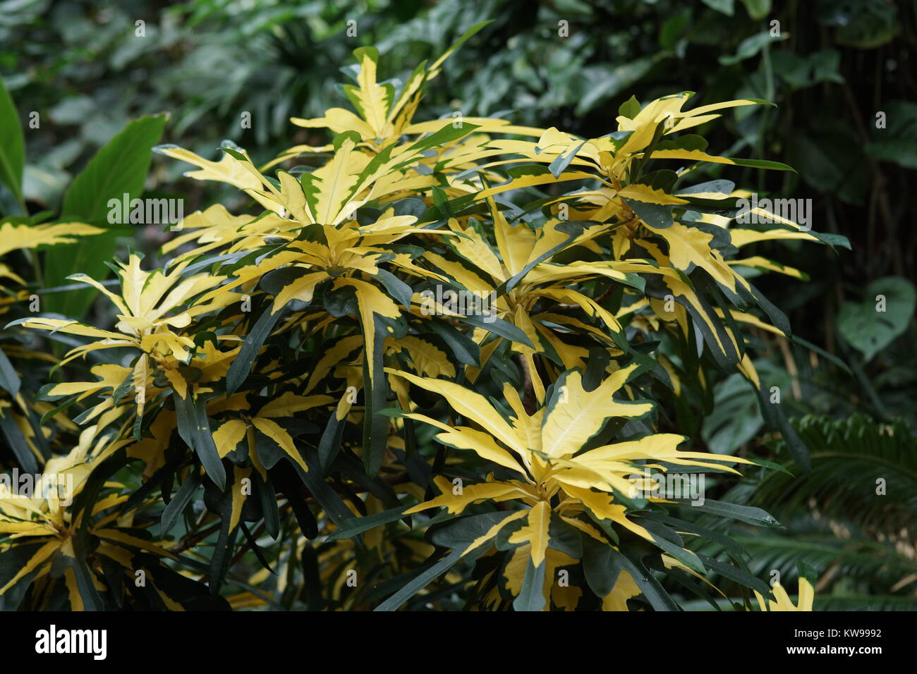 Codiaeum variegatum var. pictum "Fred Sanders' Foto Stock