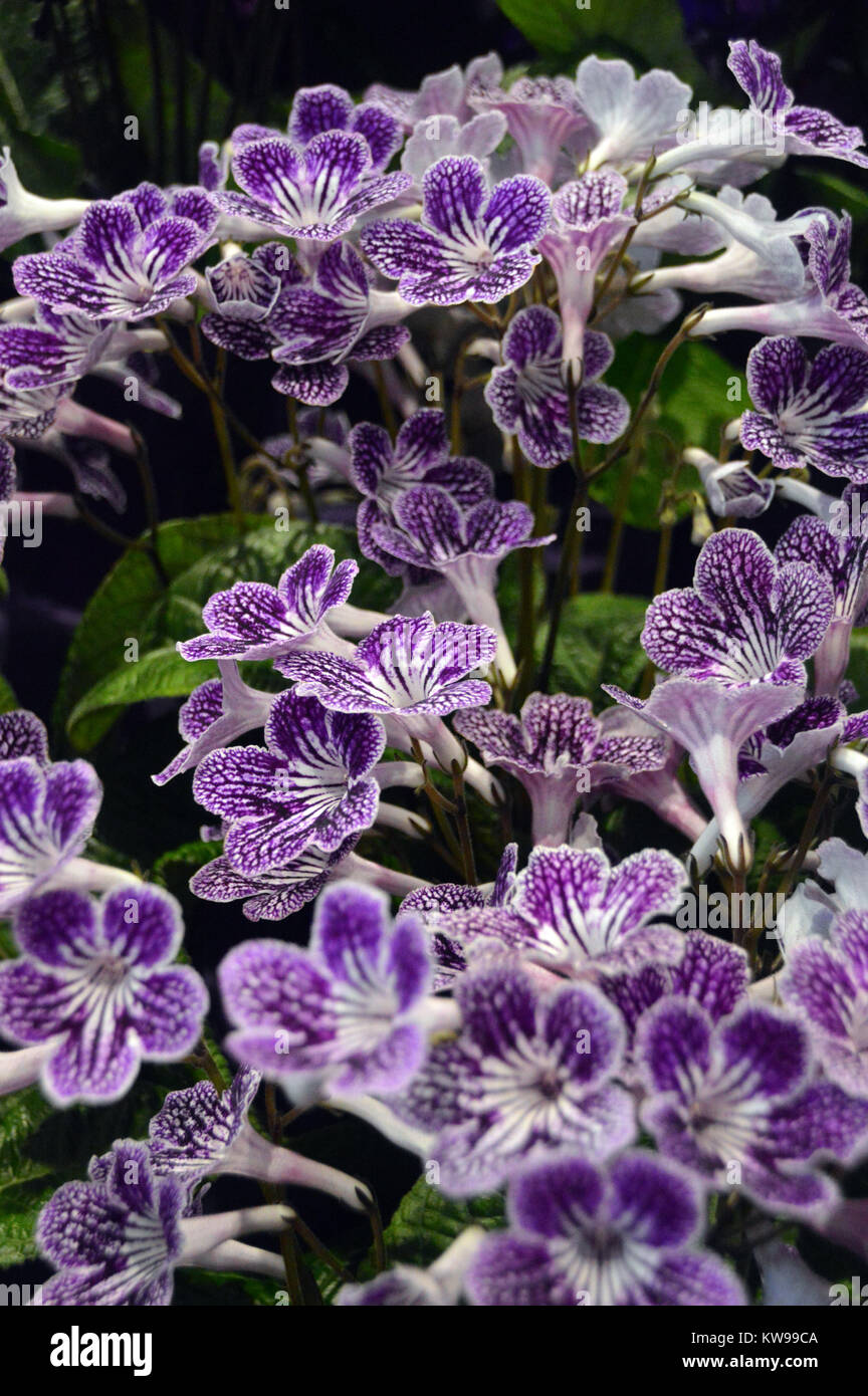 Streptocarpus (Polka Dot viola) Cape Primrose sul display a Harrogate spettacolo primaverile. Yorkshire, Inghilterra, Regno Unito. Foto Stock